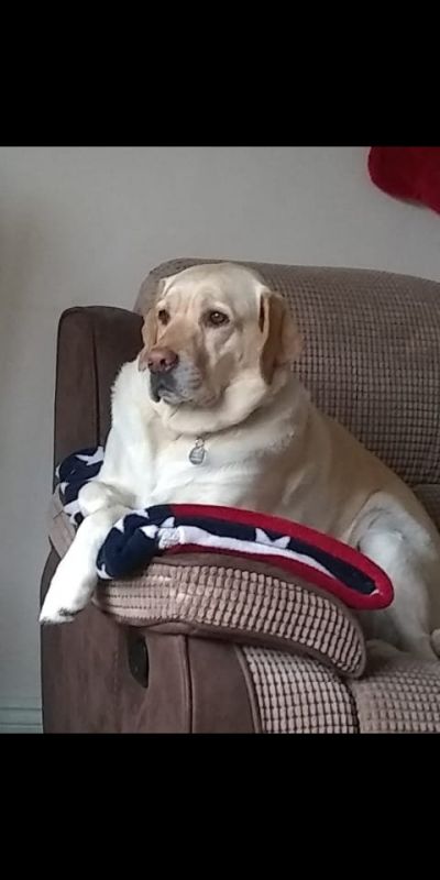 Doggo